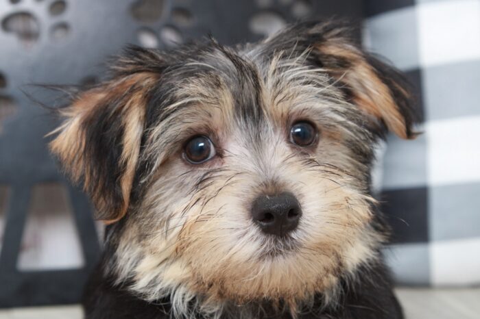 Eddy - Brilliant Male Morkie Puppy - Image 3