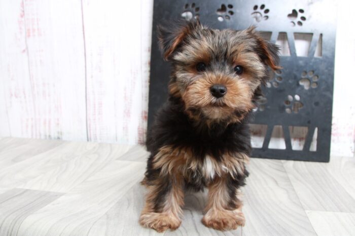 Elliot - Clever ACA Male Yorkie Puppy - Image 5