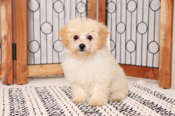 Elliot  - Handsome Little Male Poochon Puppy