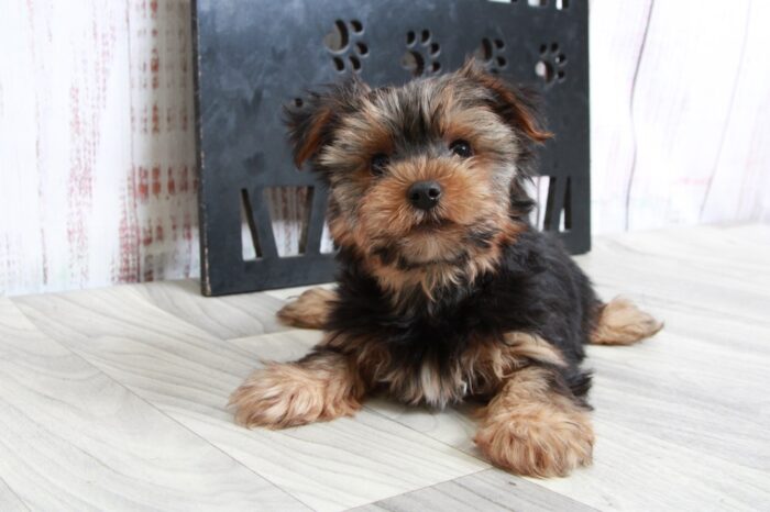 Elliot - Clever ACA Male Yorkie Puppy - Image 4