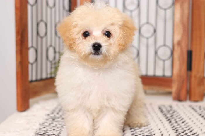 Elliot  - Handsome Little Male Poochon Puppy - Image 2