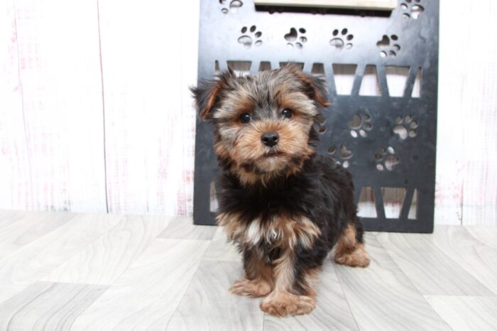 Elliot - Clever ACA Male Yorkie Puppy - Image 3