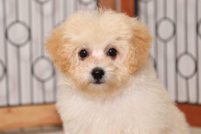 Elliot  - Handsome Little Male Poochon Puppy - Image 3