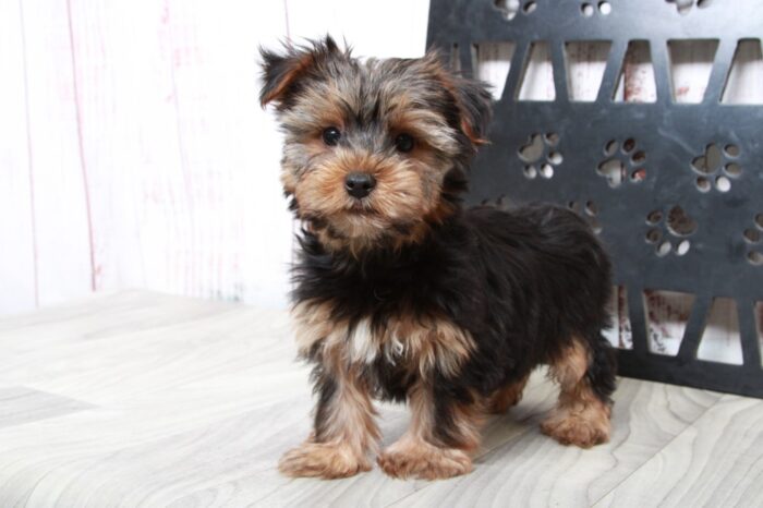 Elliot - Clever ACA Male Yorkie Puppy - Image 2