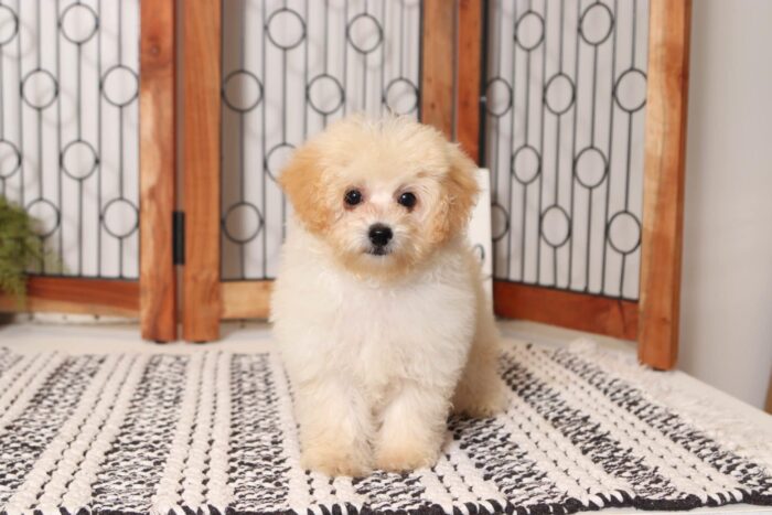 Elliot  - Handsome Little Male Poochon Puppy - Image 4