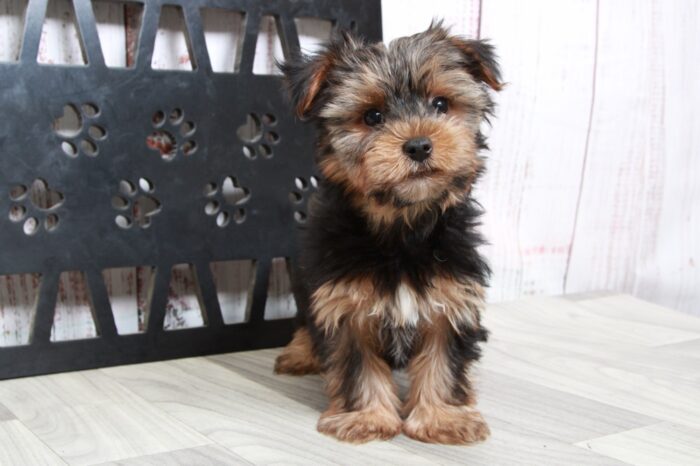 Elliot - Clever ACA Male Yorkie Puppy