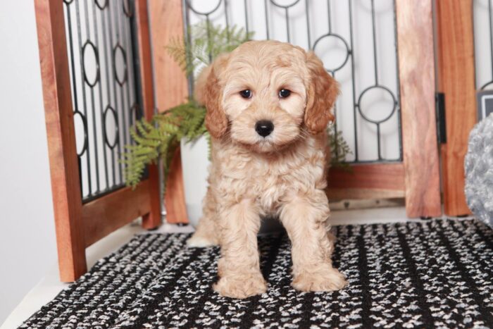 Elon - Great Little Red Male Cavapoo Puppy