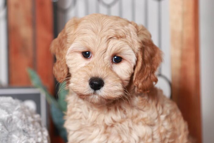 Elon - Great Little Red Male Cavapoo Puppy - Image 2