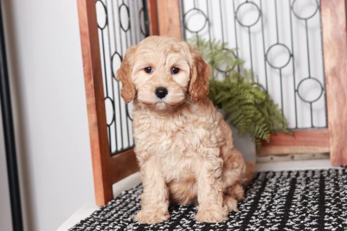 Elon - Great Little Red Male Cavapoo Puppy - Image 3