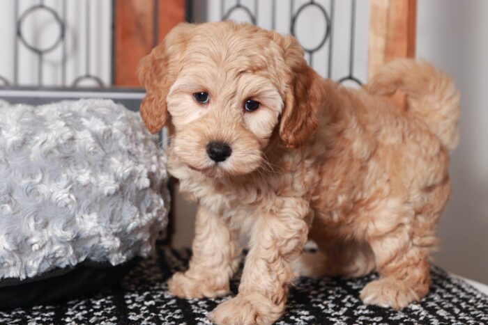 Elon - Great Little Red Male Cavapoo Puppy - Image 4