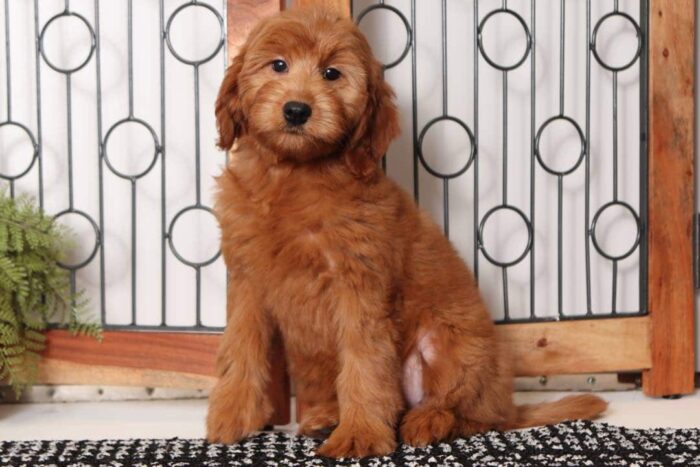 Emery- Playful Female F1B Mini Goldendoodle