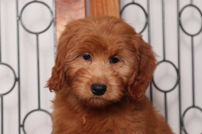 Emery- Playful Female F1B Mini Goldendoodle - Image 2