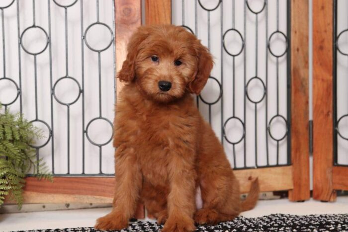 Emery- Playful Female F1B Mini Goldendoodle - Image 3