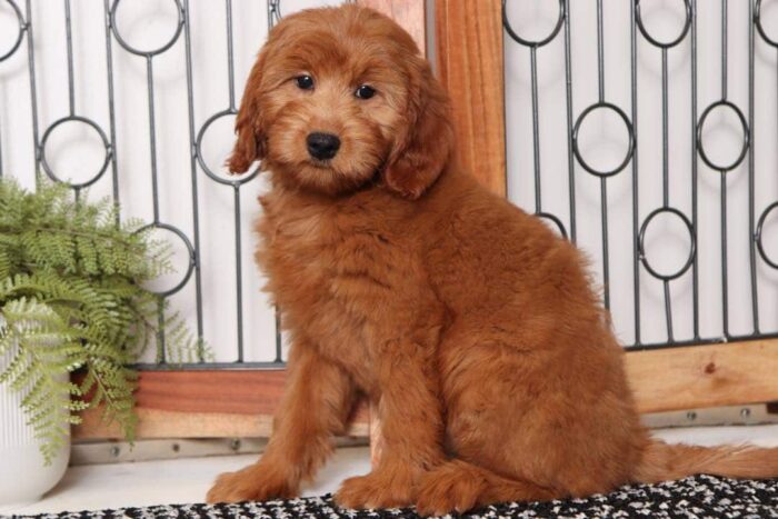 Emery- Playful Female F1B Mini Goldendoodle - Image 4