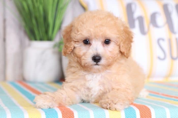 Enzo - Cuddly TOY Poodle