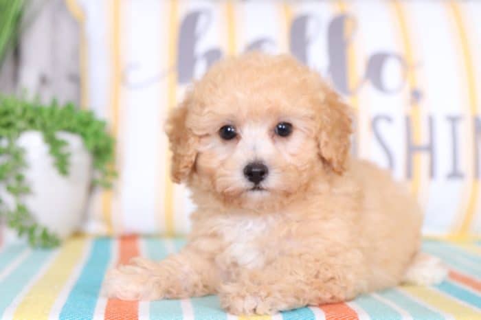 Enzo - Cuddly TOY Poodle - Image 2