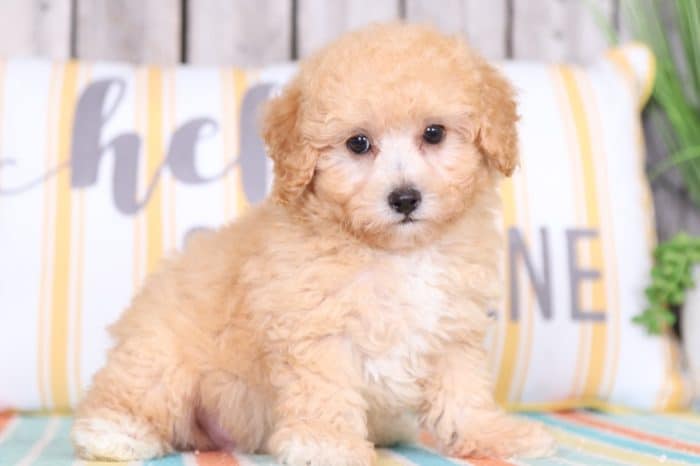 Enzo - Cuddly TOY Poodle - Image 3