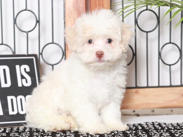 Everett - Cool Little White Male AKC Havanese Puppy