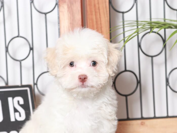 Everett - Cool Little White Male AKC Havanese Puppy - Image 2