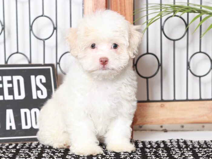 Everett - Cool Little White Male AKC Havanese Puppy - Image 3