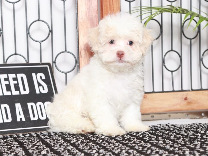 Everett - Cool Little White Male AKC Havanese Puppy - Image 4