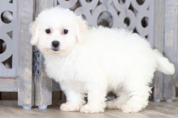 Faith - Happy, Female, Bichon Frise