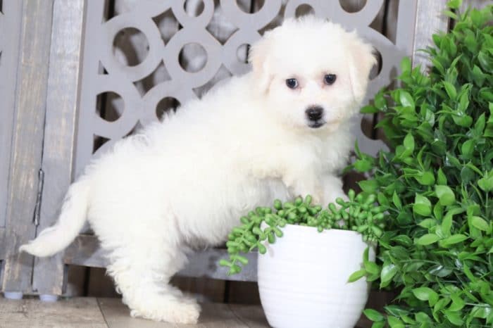 Faith - Happy, Female, Bichon Frise - Image 2