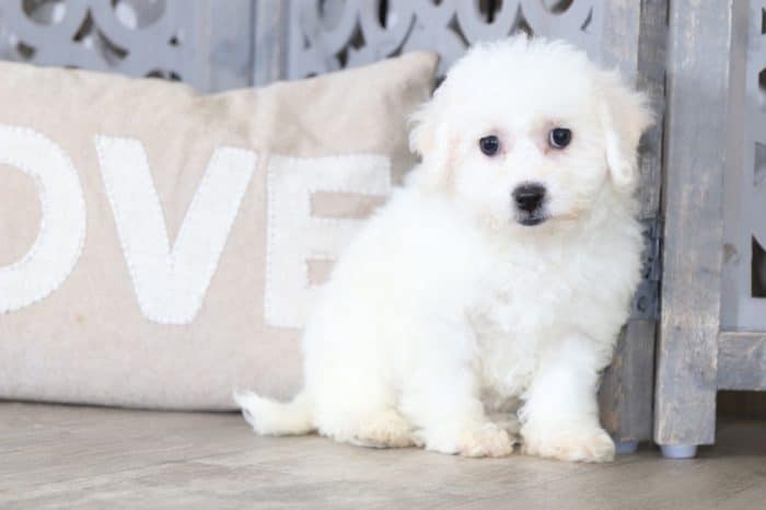 Faith - Happy, Female, Bichon Frise - Image 4