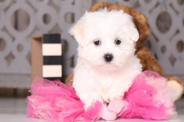 Fancy - Female Maltese