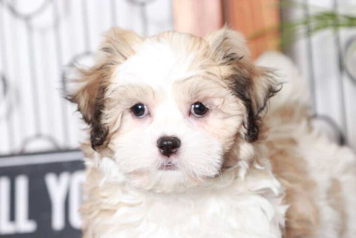 Fannie- Fun Little Female Teddy Bear Puppy - Image 3