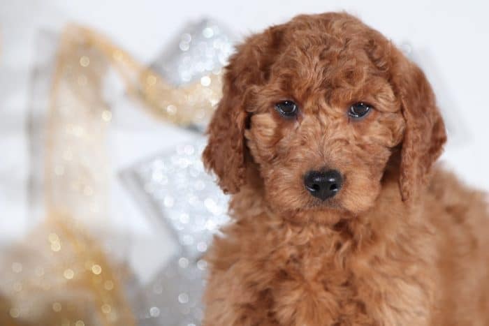 Felicity - Beautiful Goldendoodle Puppy - Image 2