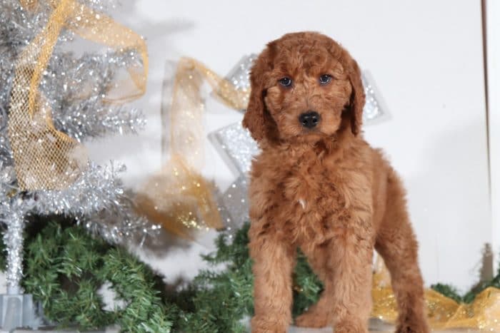 Felicity - Beautiful Goldendoodle Puppy - Image 3