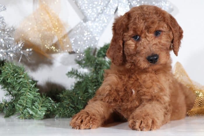 Felicity - Beautiful Goldendoodle Puppy - Image 4