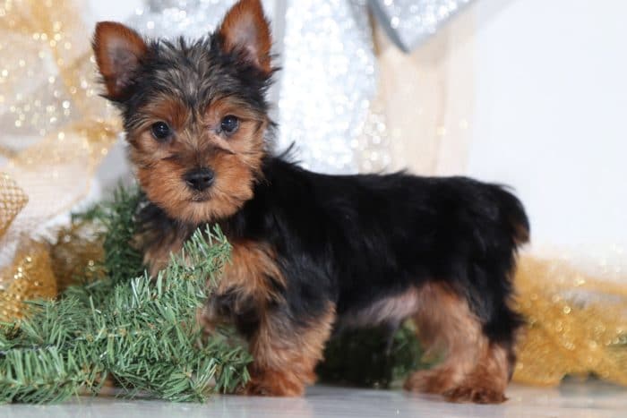 Felix- Cute Little Yorkie