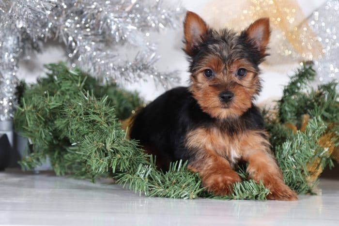 Felix- Cute Little Yorkie - Image 2