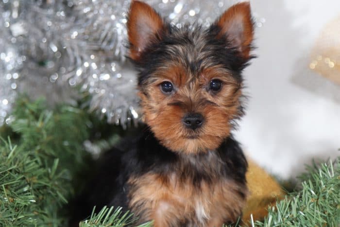 Felix- Cute Little Yorkie - Image 3