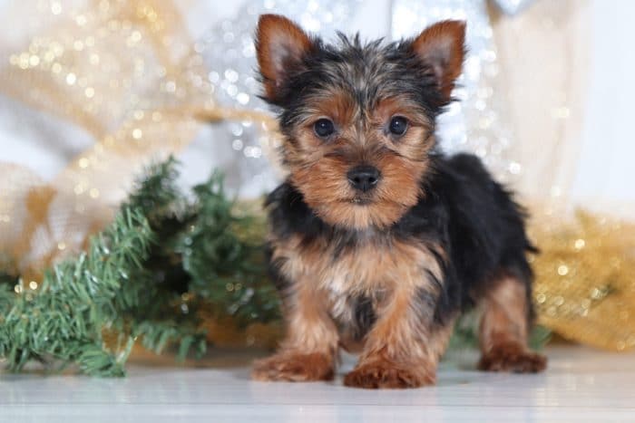 Felix- Cute Little Yorkie - Image 4