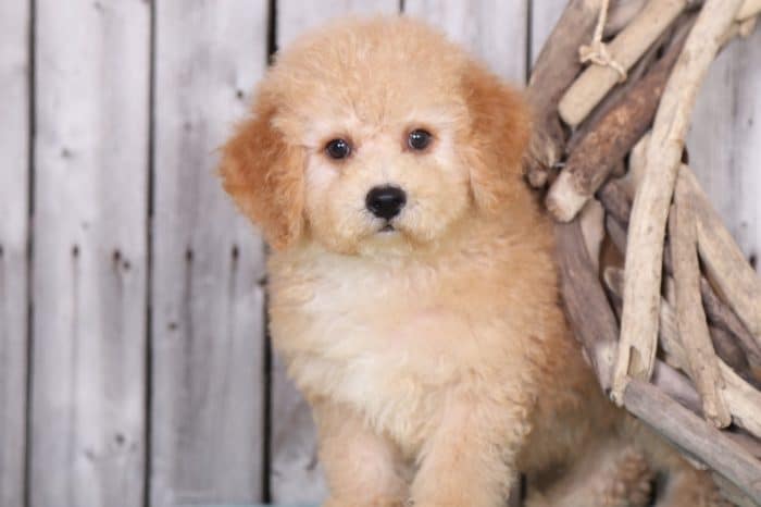 Fender - Awesome Poochon