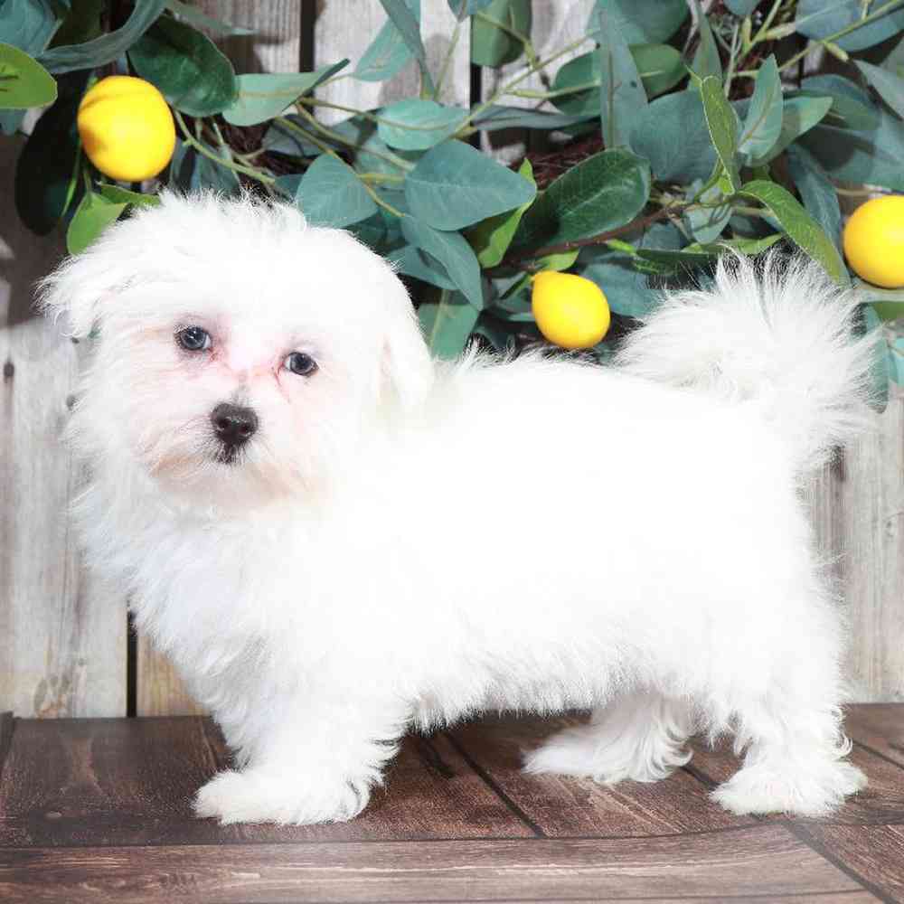 Flower - Cute Maltese - Puppies Online