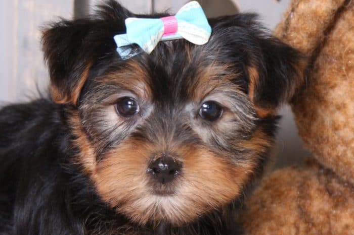 Foxy - Precious ACA Yorkie - Image 2