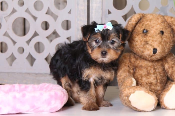 Foxy - Precious ACA Yorkie - Image 3