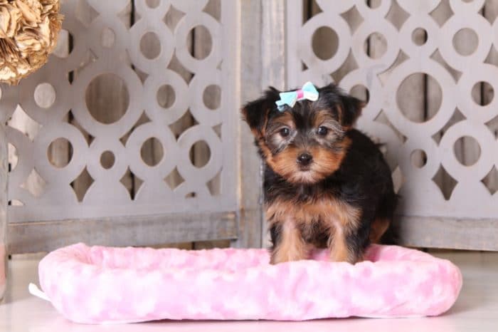 Foxy - Precious ACA Yorkie - Image 4