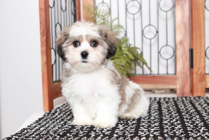 Fried - Handsome Little Male Teddy Bear Puppy