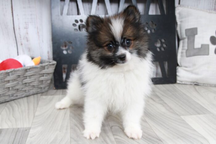 Future - Fun Little Tri ACA Male Pomeranian Puppy