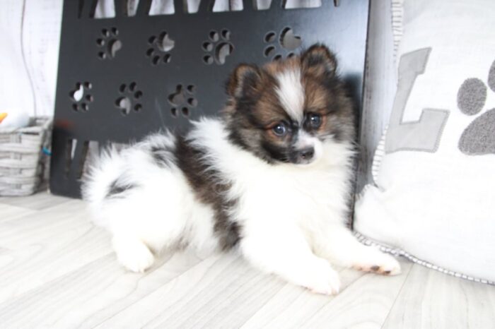 Future - Fun Little Tri ACA Male Pomeranian Puppy - Image 2