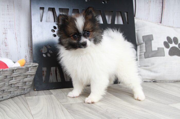 Future - Fun Little Tri ACA Male Pomeranian Puppy - Image 5