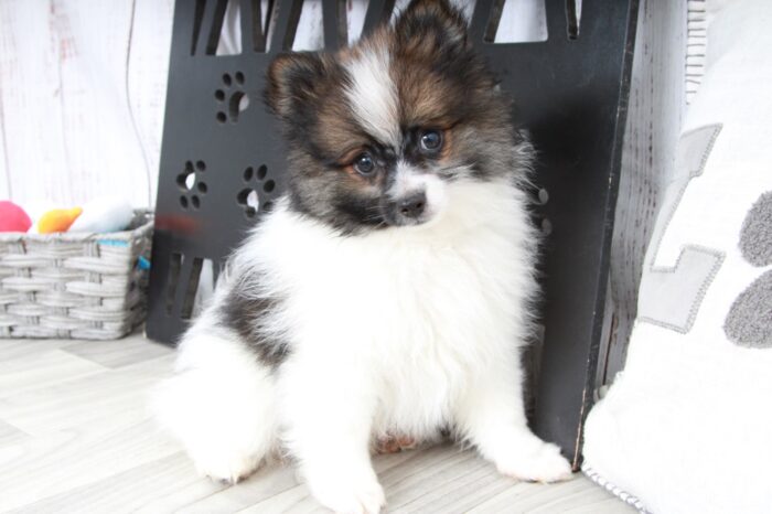 Future - Fun Little Tri ACA Male Pomeranian Puppy - Image 4