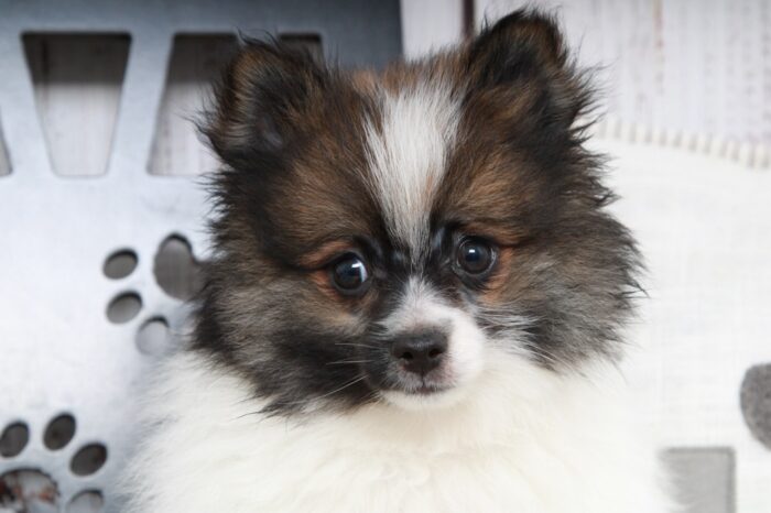 Future - Fun Little Tri ACA Male Pomeranian Puppy - Image 3