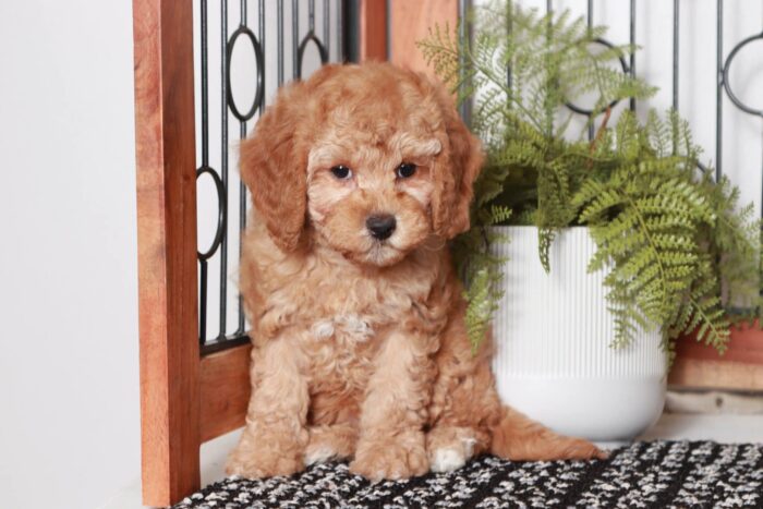 Gale - Fancy Little Red Female Cavapoo Puppy