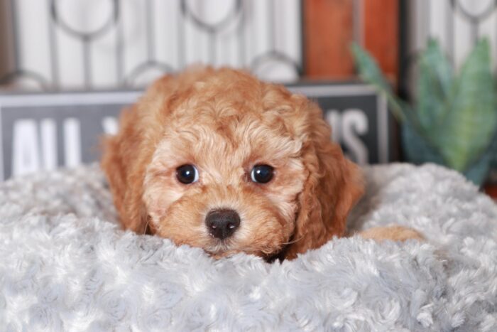 Gale - Fancy Little Red Female Cavapoo Puppy - Image 2